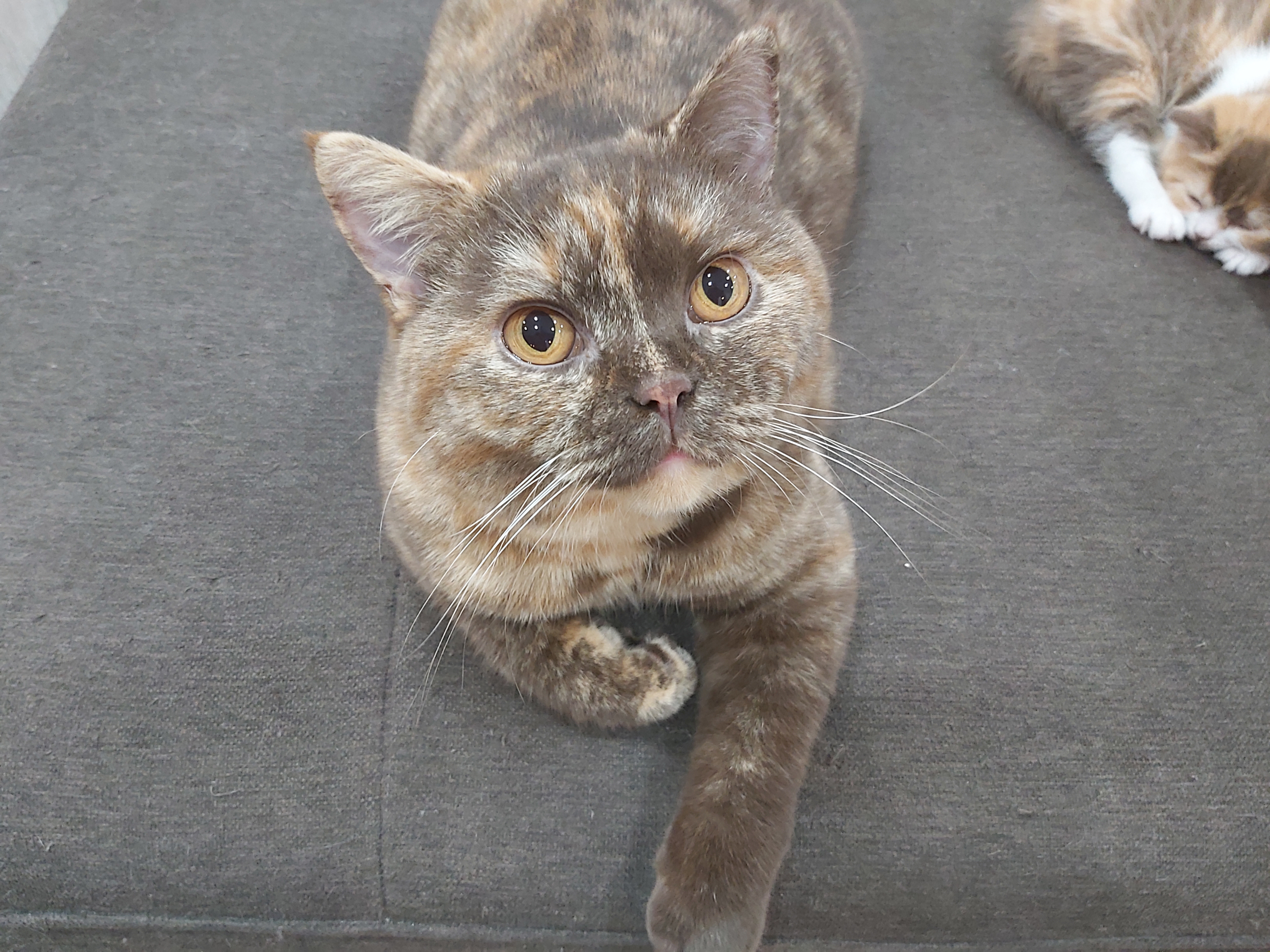 Dörte Rabe Dörte von der Harkesheyde – Cattery von der Harkesheyde